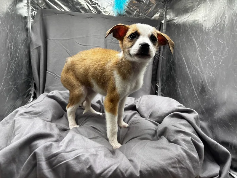 A baby small-sized female Boxer dog named Stella for adoption in Appling, GA