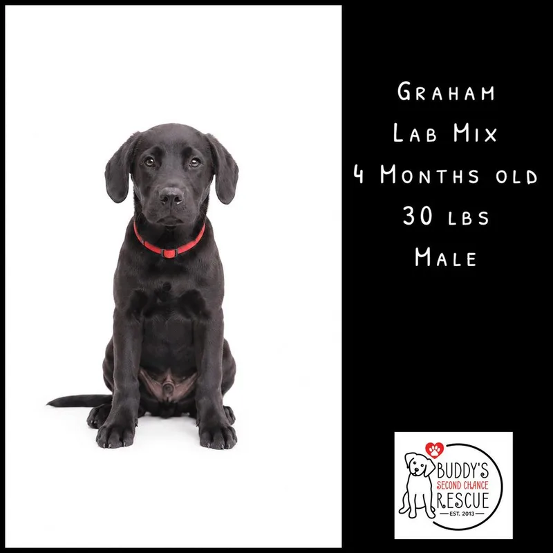 Graham thumbnail 6