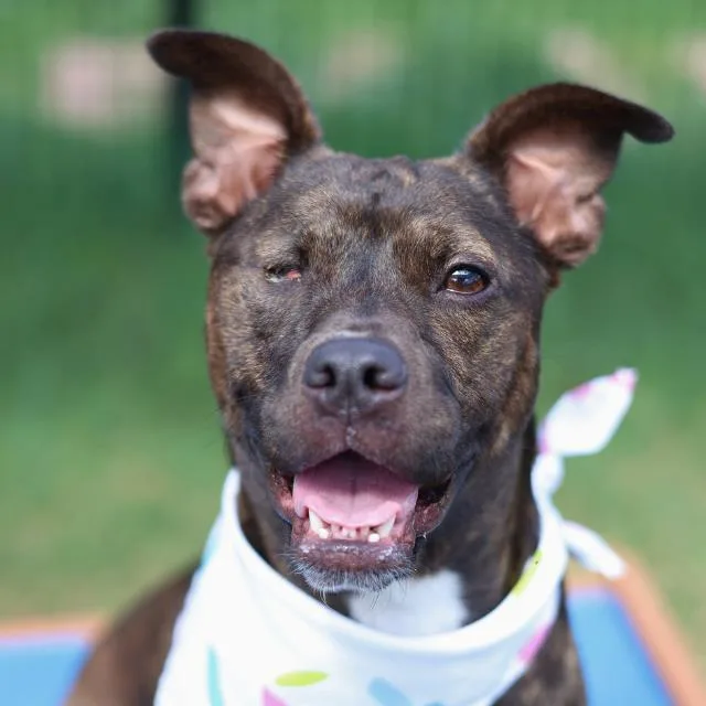 An adult medium-sized female Boxer dog named Mary for adoption in San Antonio, TX