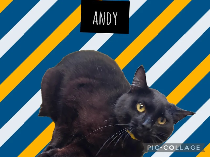 An adult medium-sized male Domestic Short Hair cat named Andy for adoption in Muncie, IN
