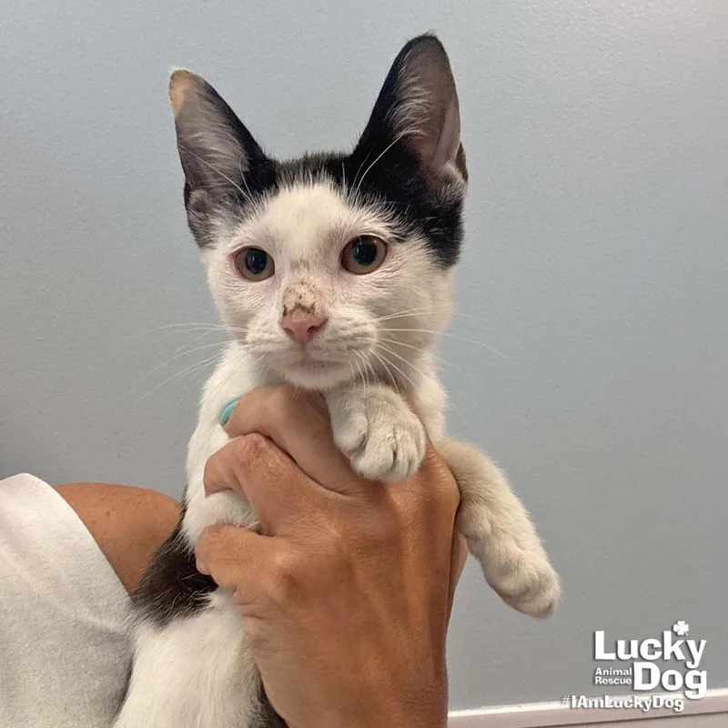 A baby medium-sized female Black & White / Tuxedo Domestic Short Hair cat named Ell for adoption in Washington, DC