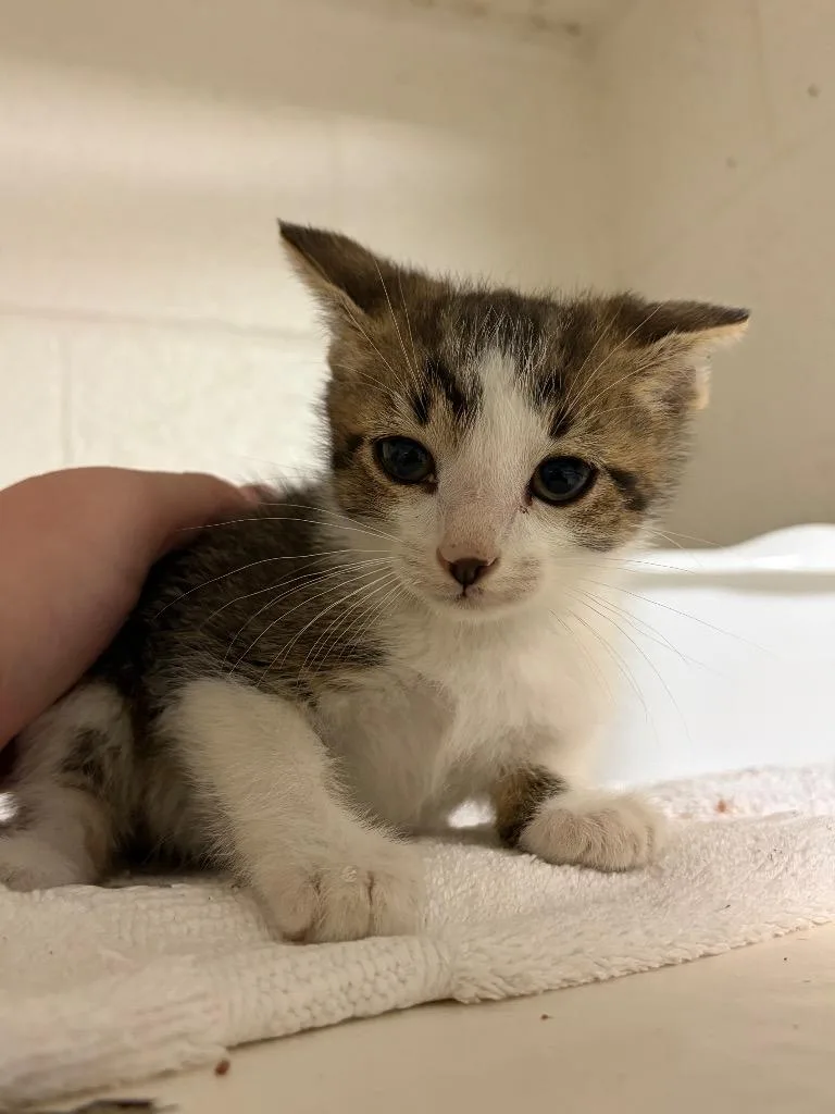 A baby medium-sized male Domestic Short Hair cat named PVC Pipe for adoption in Ada, OK