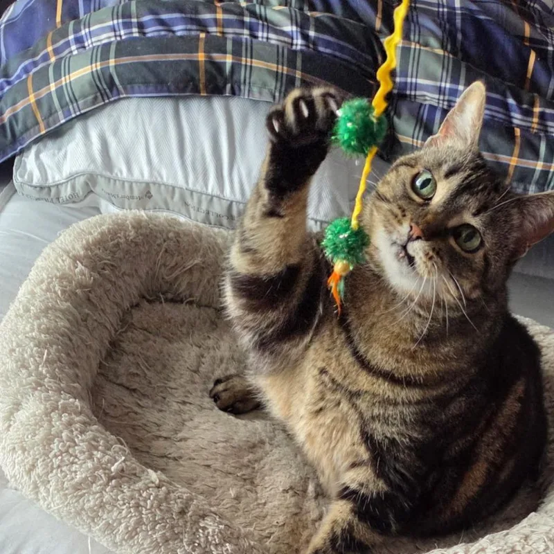 A senior large-sized female Domestic Short Hair cat named Tiger Lily for adoption in Minneapolis, MN