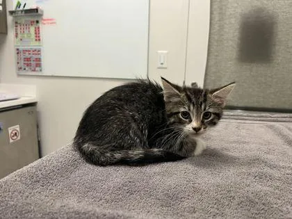 A baby small-sized male Brown / Chocolate Domestic Short Hair cat named Jimmy Dean Breakfast Bowl for adoption in Kansas City, MO