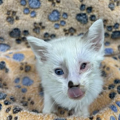 A baby small-sized male Domestic Short Hair cat named Zamir for adoption in Las Vegas, NV