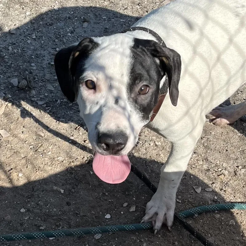 A baby medium-sized female White / Cream Boxer dog named Azure for adoption in Sarasota, FL