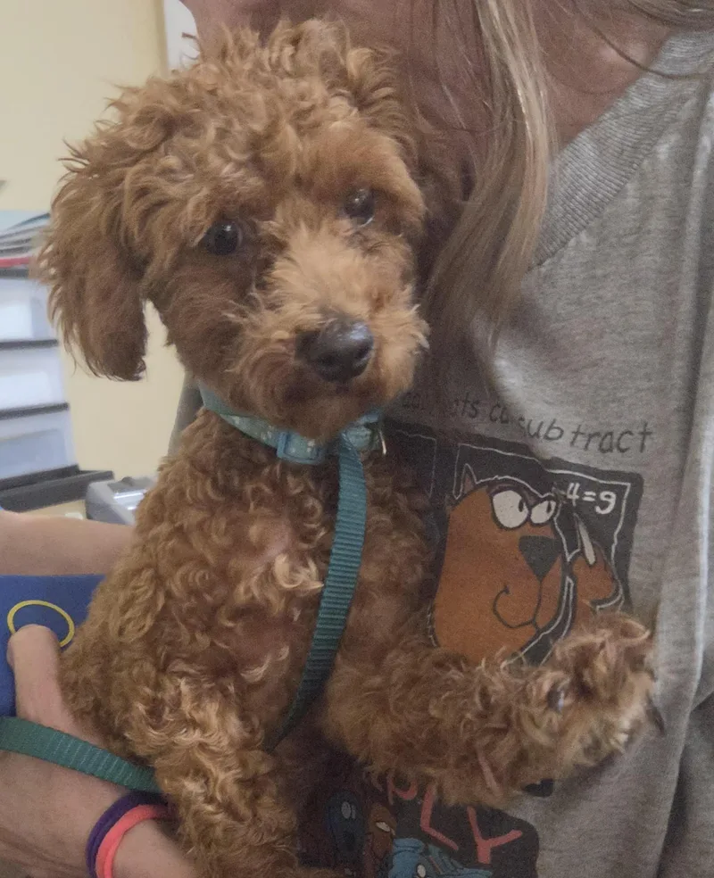 A young small-sized male Red / Chestnut / Orange Poodle (Toy) dog named Robby for adoption in Warren, NJ
