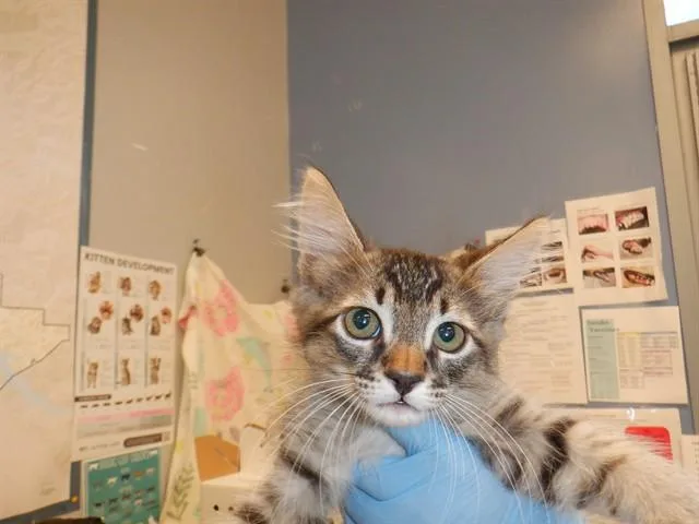 A baby small-sized male Domestic Short Hair cat named Lee for adoption in San Jose, CA