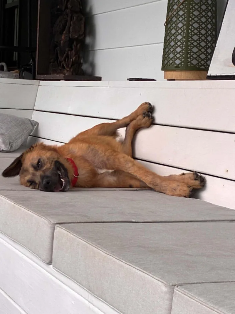 A young medium-sized male Black Mixed Breed dog named Milton for adoption in Hopkinton, MA