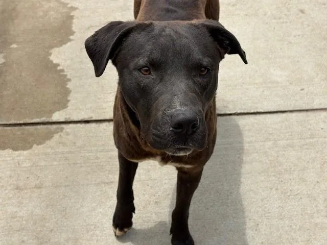 A young large-sized male Pit Bull Terrier dog named Jeff for adoption in Tulsa, OK
