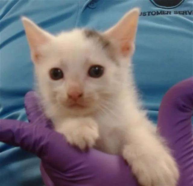 A baby small-sized female Domestic Short Hair cat named Prue for adoption in Miami, FL