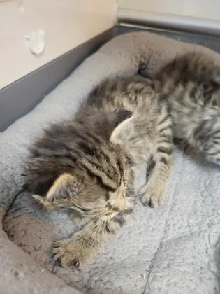 A baby small-sized female Domestic Short Hair cat named Linda for adoption in Fishers, IN