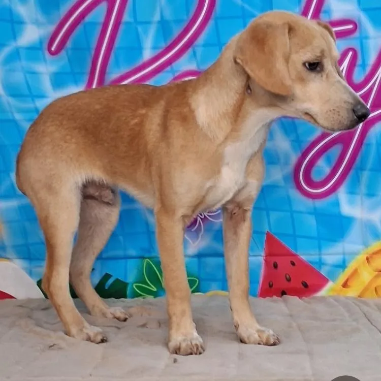 A baby medium-sized male Hound dog named Luke for adoption in Medfield, MA