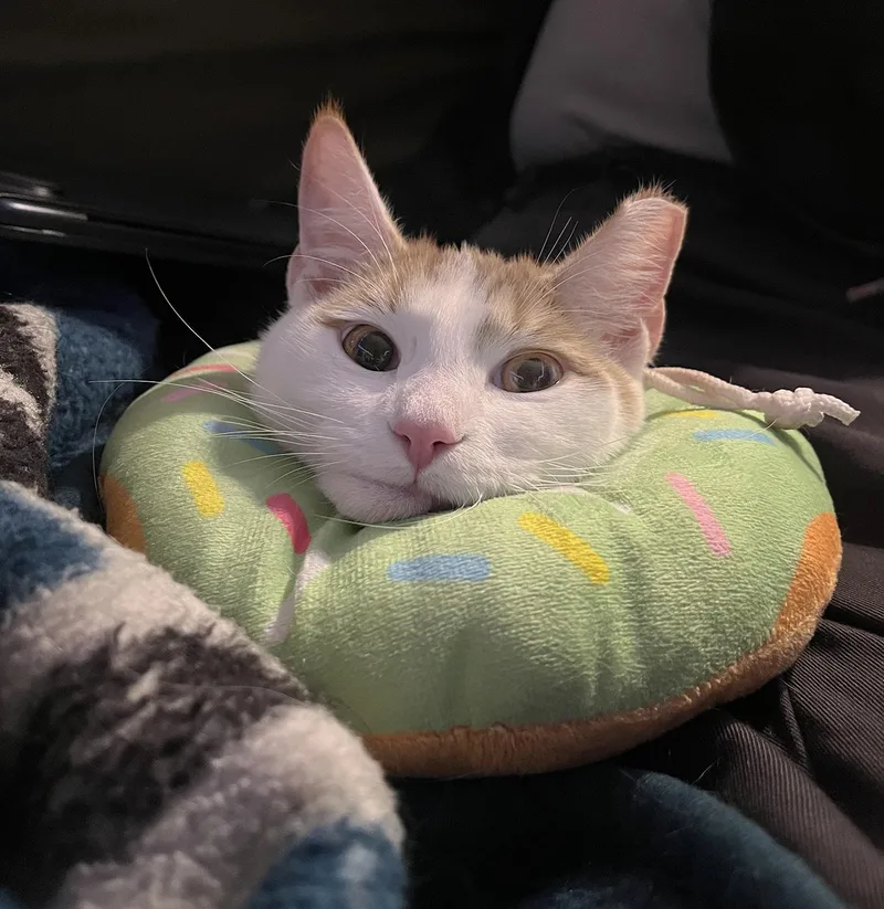 An adult medium-sized male Orange & White Domestic Short Hair cat named Paquito Pine for adoption in Philadelphia, PA