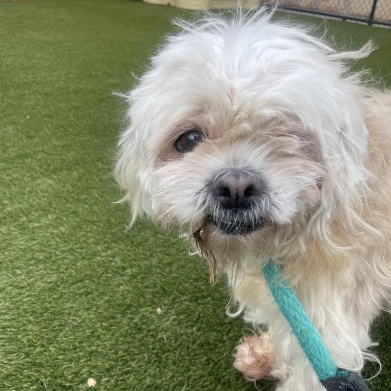 A senior medium-sized male White / Cream Mixed Breed dog named Ramen for adoption in Philadelphia, PA