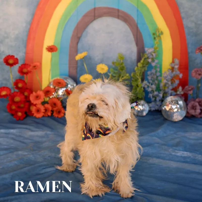 Ramen thumbnail 5