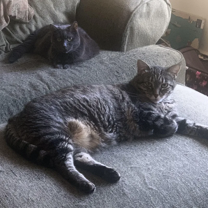 Wally & Fenway thumbnail 2