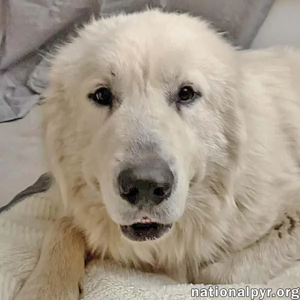 A young large-sized male White / Cream Great Pyrenees dog named Lenny In Md  for adoption in Beacon, NY