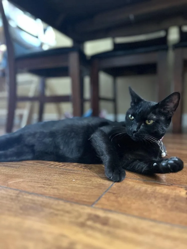 Cleo Guis thumbnail 2