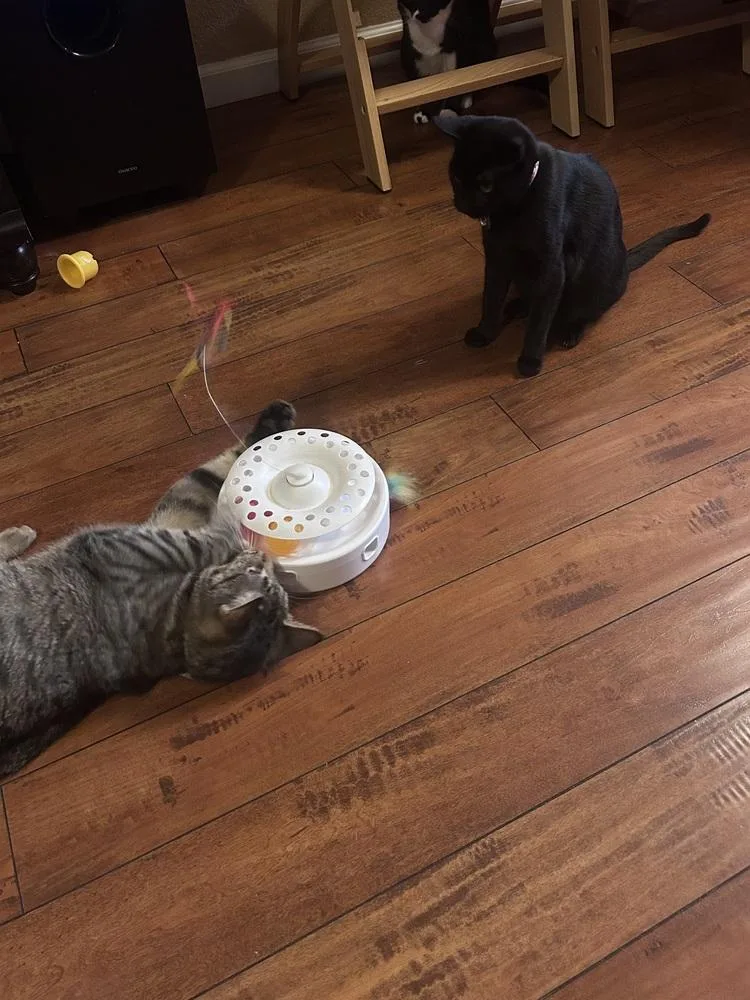 Cleo Guis thumbnail 3