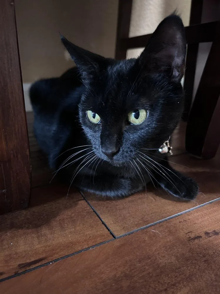 Cleo Guis thumbnail 4