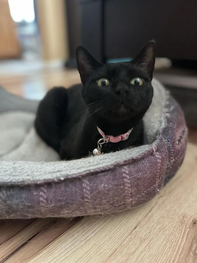 Cleo Guis thumbnail 5