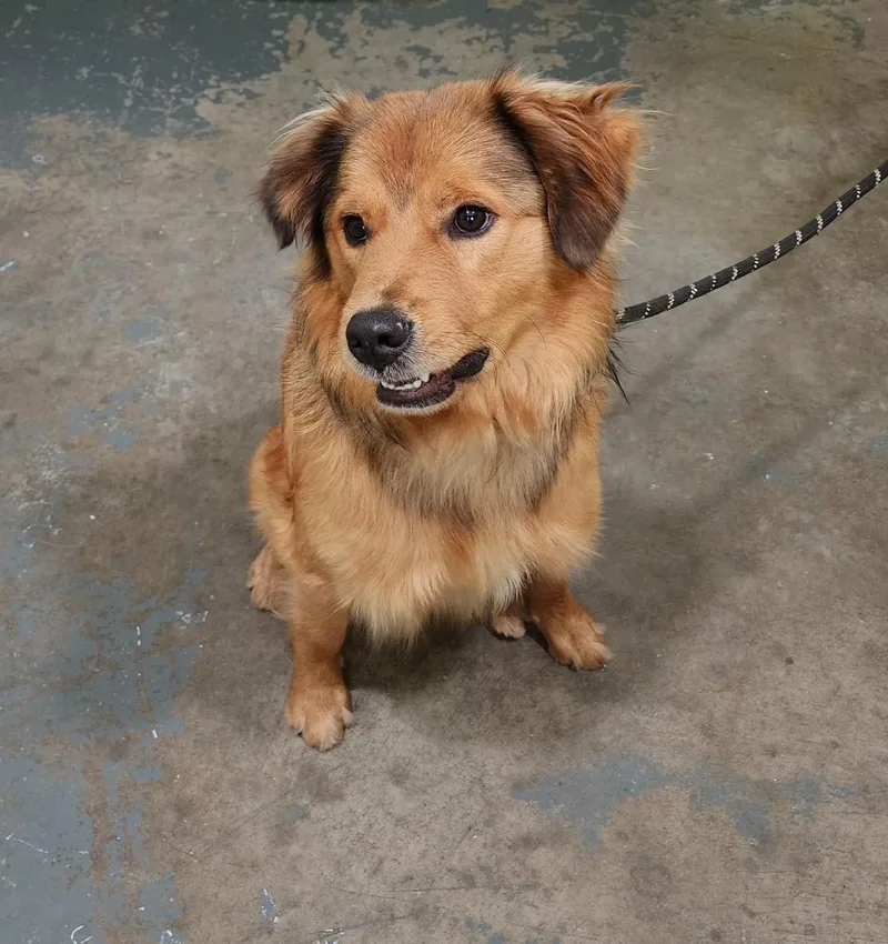 A young medium-sized male Mixed Breed dog named Milt for adoption in Point Pleasant, WV