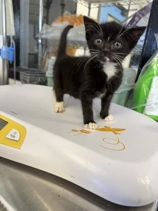 A baby small-sized male Domestic Short Hair cat named Elias`stack` for adoption in West Chester, PA