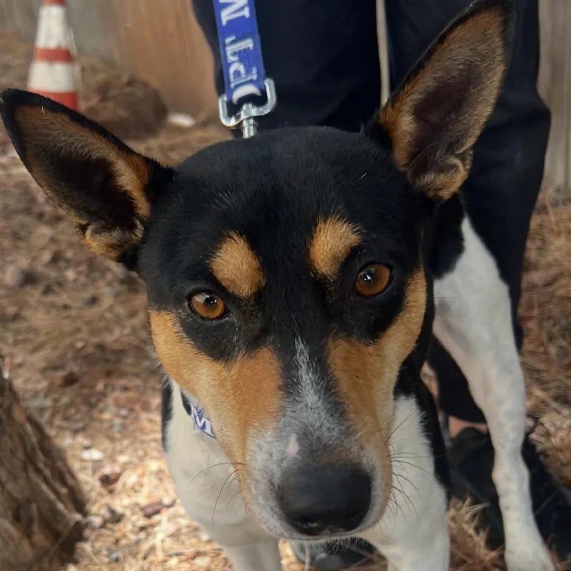 An adult medium-sized male White / Cream Jack Russell Terrier dog named Fwt Boe for adoption in Midland, TX