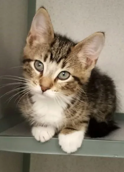 A baby medium-sized male Brown / Chocolate Domestic Short Hair cat named Ewan MeowGregor for adoption in Waupaca, WI