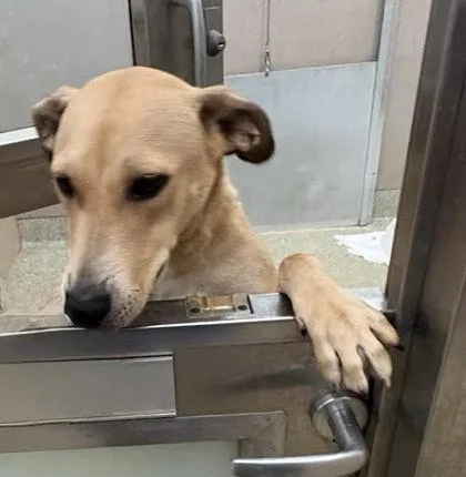 An adult medium-sized female Labrador Retriever dog named Sandra Dee for adoption in Washington, DC