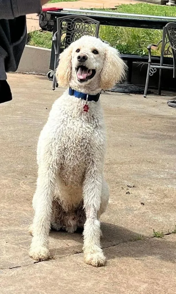 A senior large-sized male White / Cream Goldendoodle dog named BochyMochi for adoption in Shingle Springs, CA