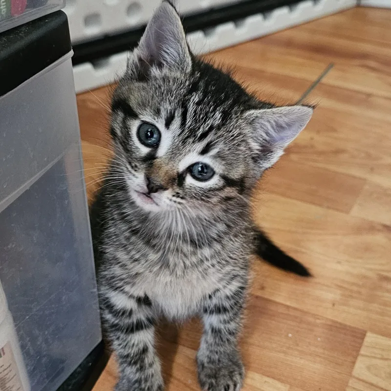 A baby small-sized female Domestic Short Hair cat named Trinity for adoption in Lumberton, NC