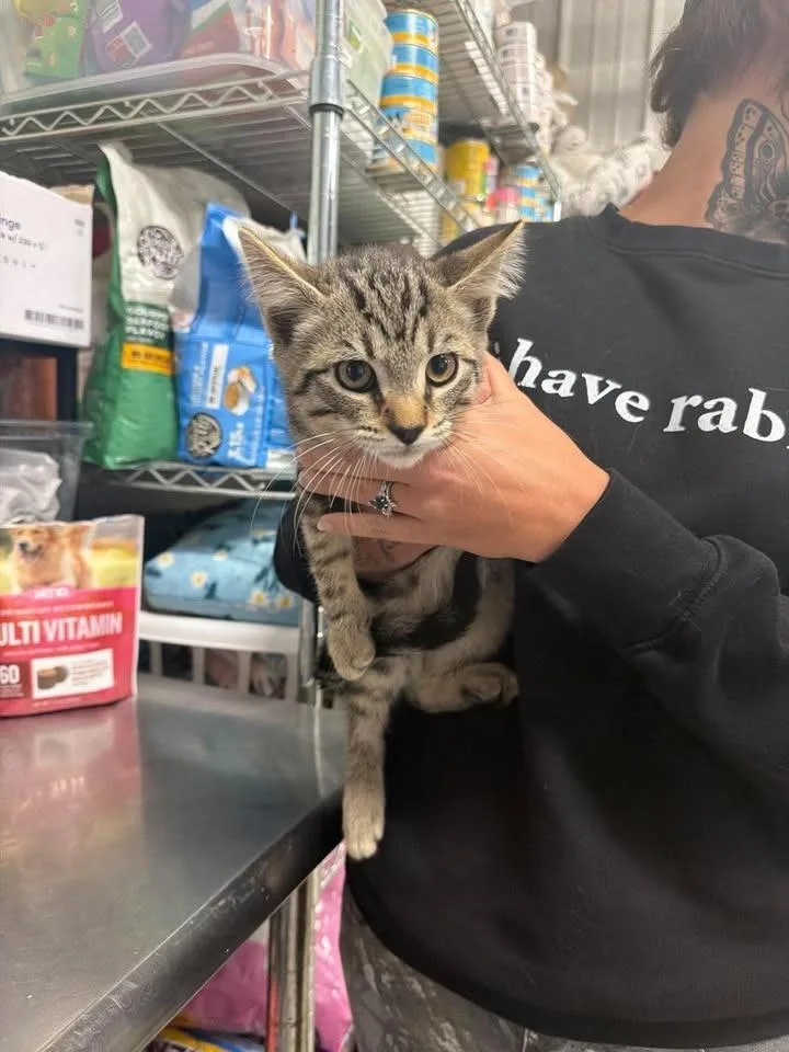 A baby medium-sized male Domestic Short Hair cat named Havoc for adoption in Greensburg, IN