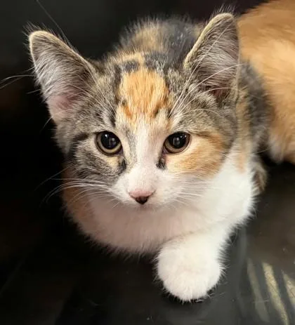 A baby small-sized female Domestic Short Hair cat named Vickie for adoption in Baraboo, WI
