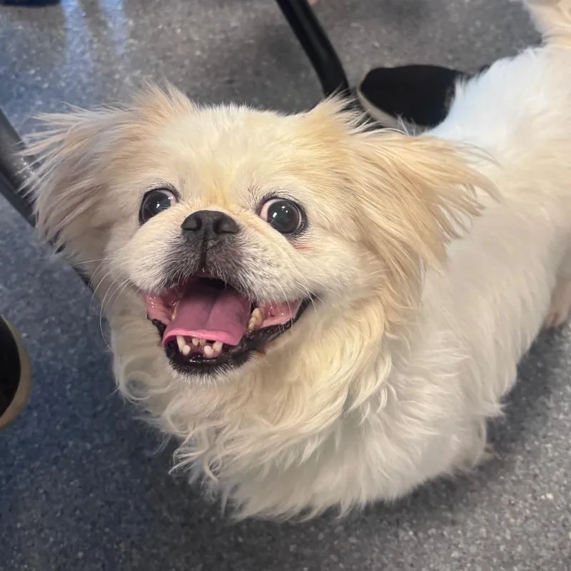 A senior small-sized male White / Cream Mixed Breed dog named Cody Coming Soon! for adoption in Naperville, IL