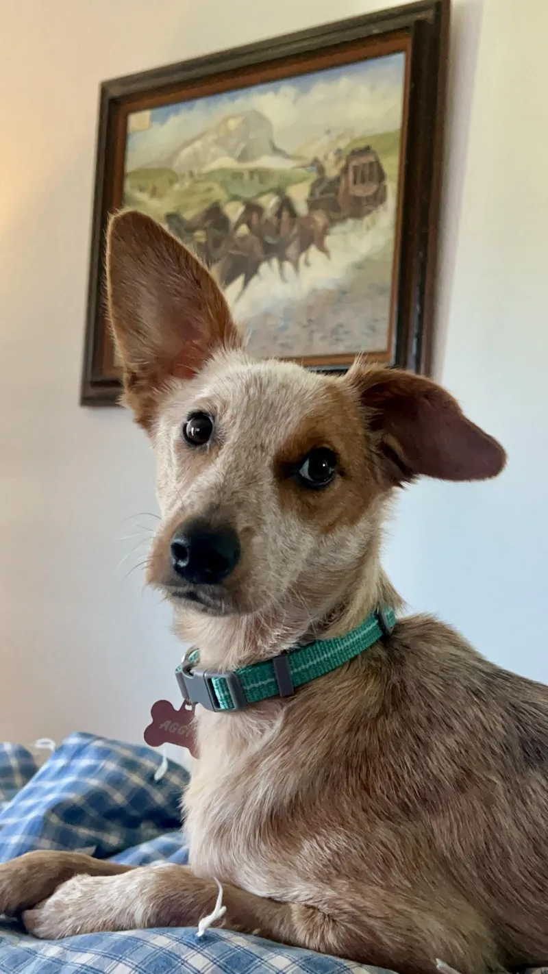 An adult small-sized female Merle (Red) Australian Cattle Dog / Blue Heeler dog named Aggie for adoption in Tomball, TX