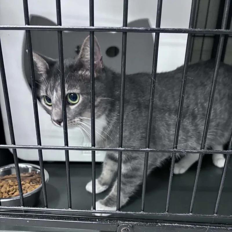 An adult medium-sized female Gray / Blue / Silver Domestic Short Hair cat named Pk for adoption in Columbus, NC