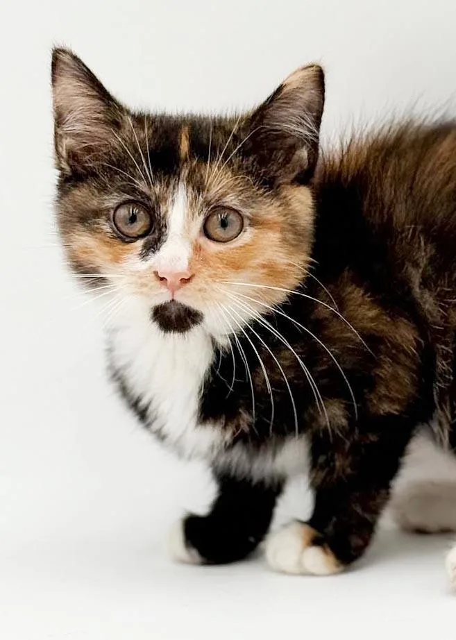 A baby small-sized female Calico cat named Blossom is a poofy for adoption in Bedford Hills, NY