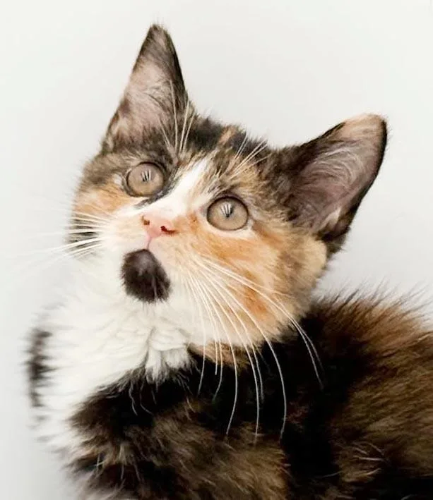 Blossom is a poofy thumbnail 2