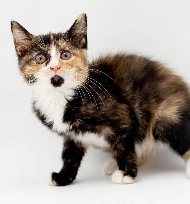 Blossom is a poofy thumbnail 3