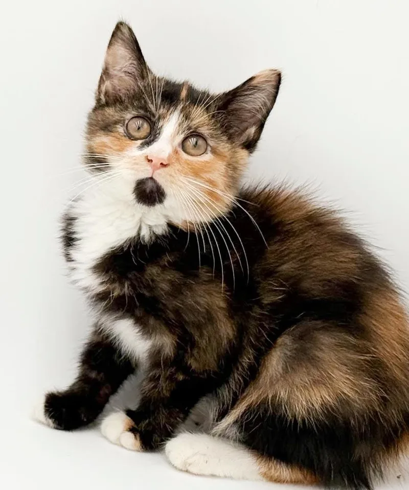 Blossom is a poofy thumbnail 4