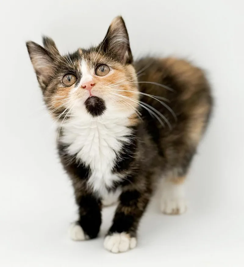 Blossom is a poofy thumbnail 5