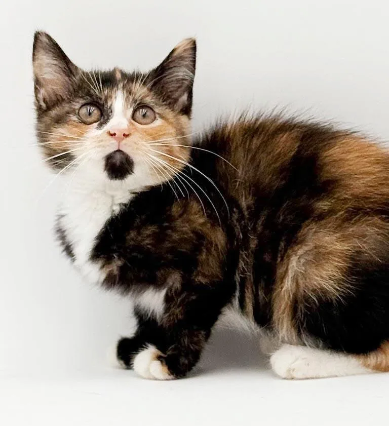 Blossom is a poofy thumbnail 6