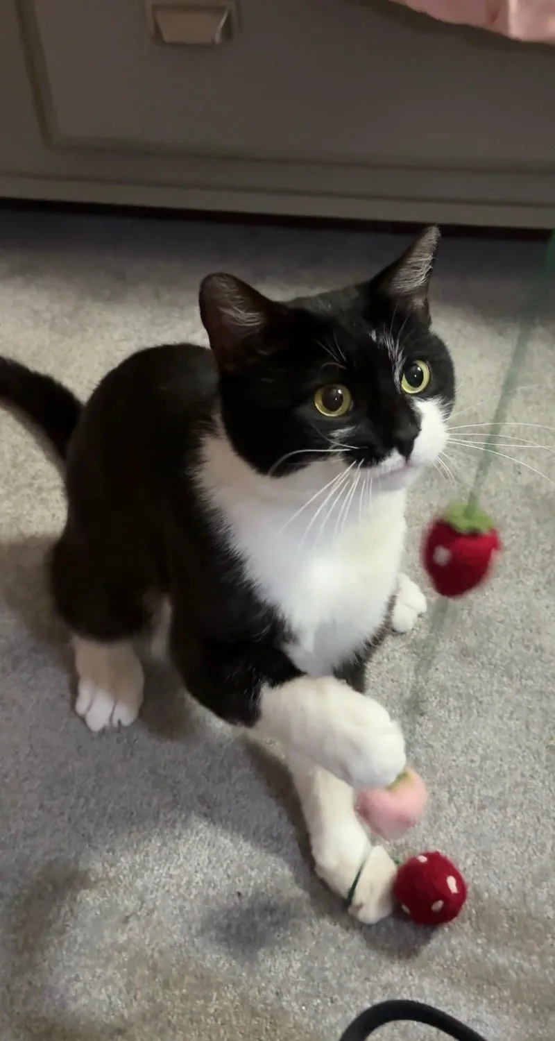 An adult medium-sized male Black & White / Tuxedo Domestic Short Hair cat named Winston for adoption in Mechanicsburg, PA