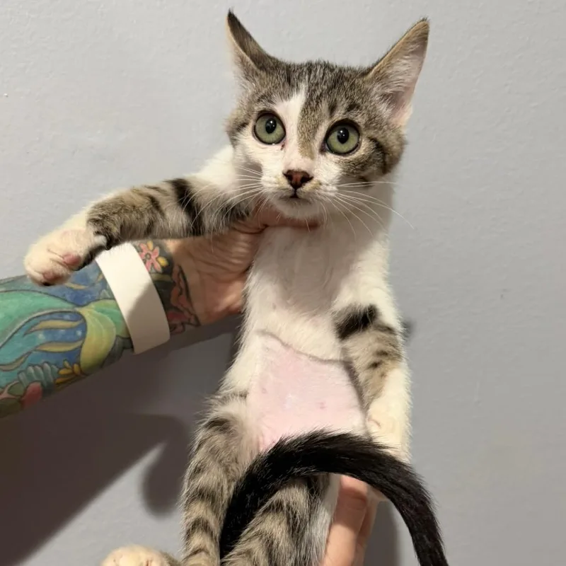 A baby small-sized female Brown / Chocolate Domestic Short Hair cat named Tamara for adoption in Simi Valley, CA