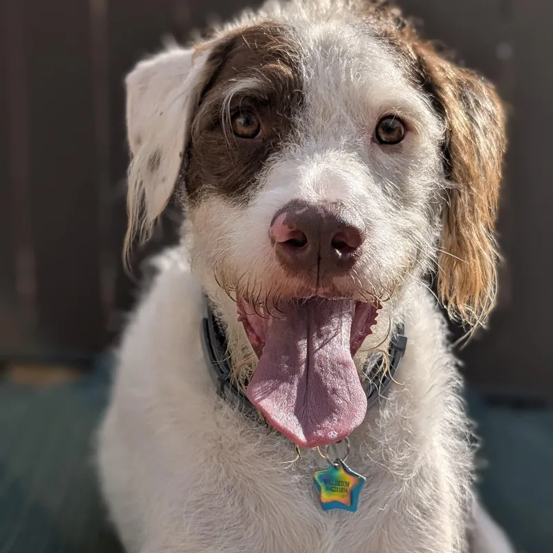 An adult large-sized male Standard Poodle dog named Rascal for adoption in House Springs, MO