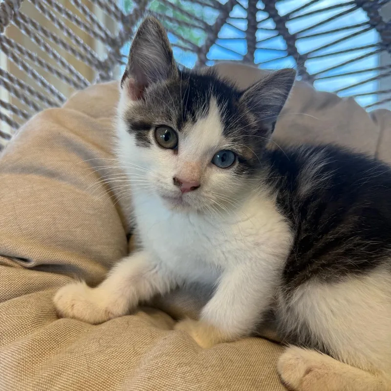 A baby small-sized male White Domestic Short Hair cat named Sunny for adoption in Pasadena , MD