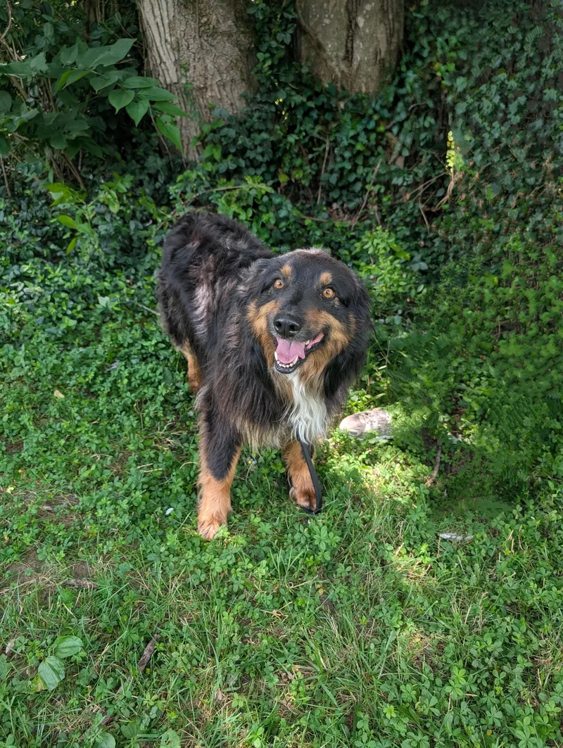 An adult medium-sized male Black Australian Shepherd dog named Cash for adoption in Maysville, KY