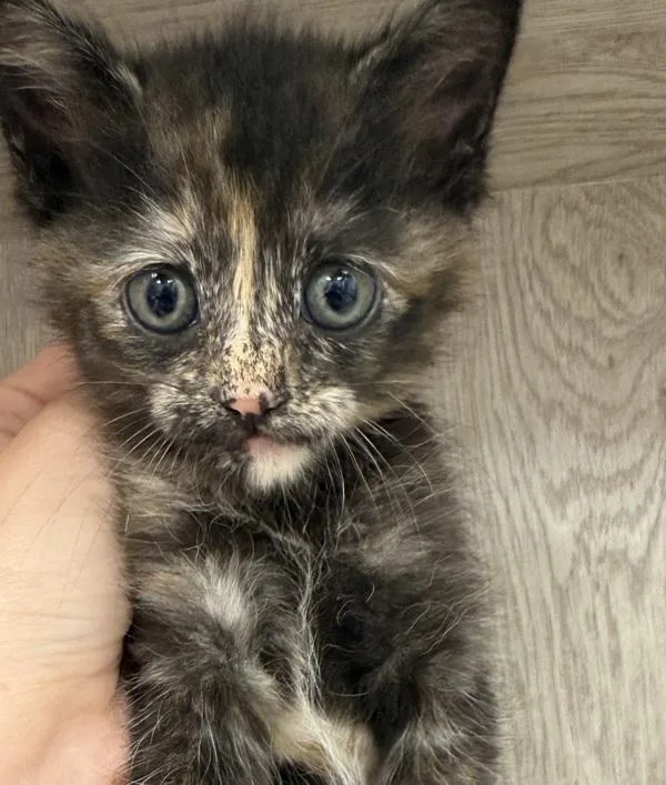 A baby small-sized female Domestic Short Hair cat named Magnolia for adoption in Lafayette, LA